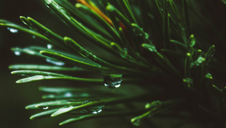 pinène se retrouve dans le pin