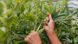 Top 5 des utilisations écologiques du chanvre et du CBD