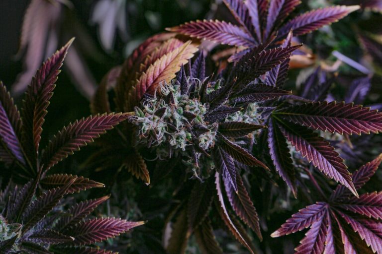 avidekel fleur cbd