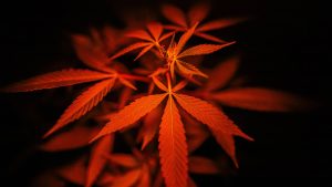 les effets secondaires du cbd