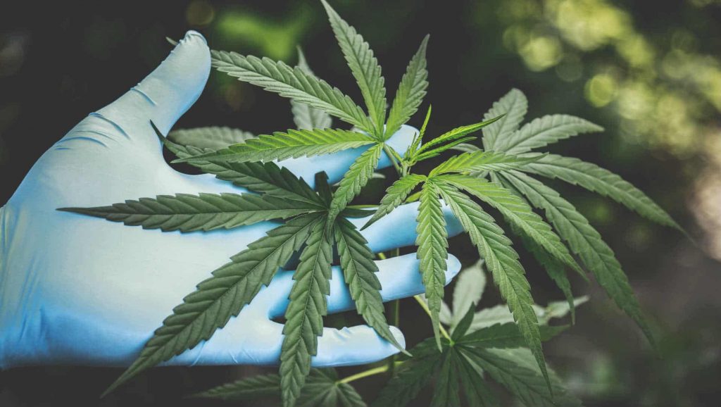 le cbd et les cellules cancéreuses