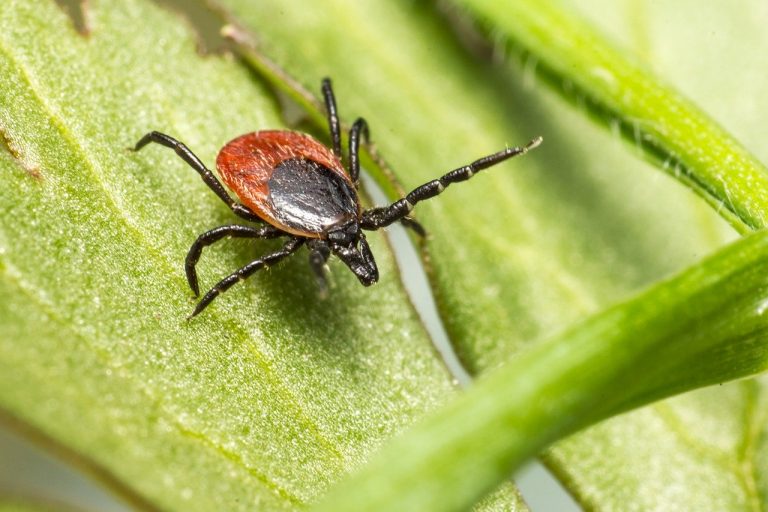 Le CBD pour lutter contre la maladie de Lyme