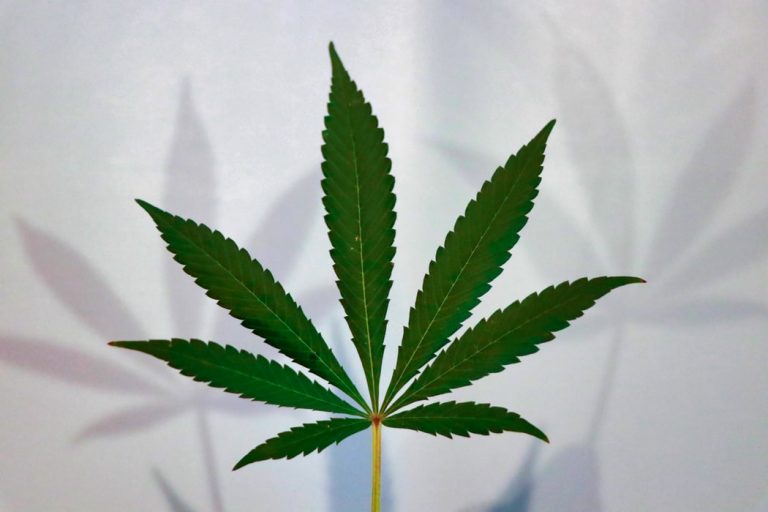 bienfaits du cannabis therapeutique