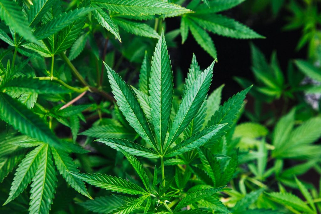 Greenowl Cbd Store Tosse.jpg
