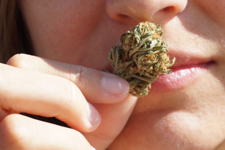 La France teste le cannabis médical Crédit Photo : Elsa Olofsson Unsplash