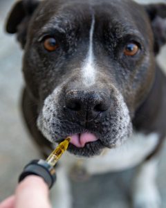 huile_cbd_animal_chien