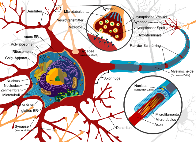 neurone et cannabinol