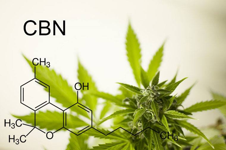 Le cannabinol (CBN) protège contre les maladies neurodégénératives