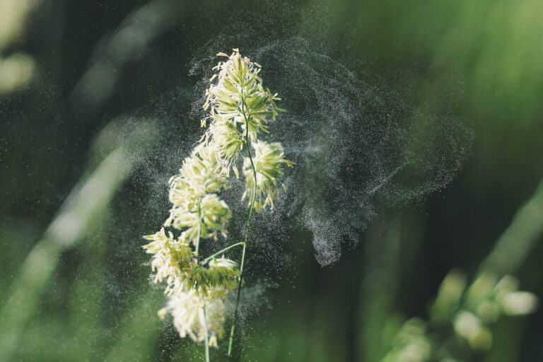allergie-pollen-printemps