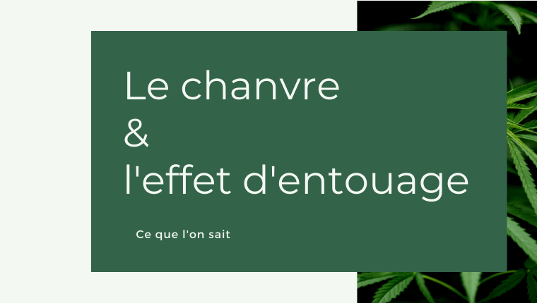 Le chanvre et l'effet d'entouage