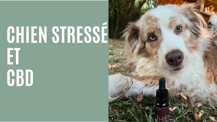 Votre chien est sujet au stress ? Le CBD peut l’aider