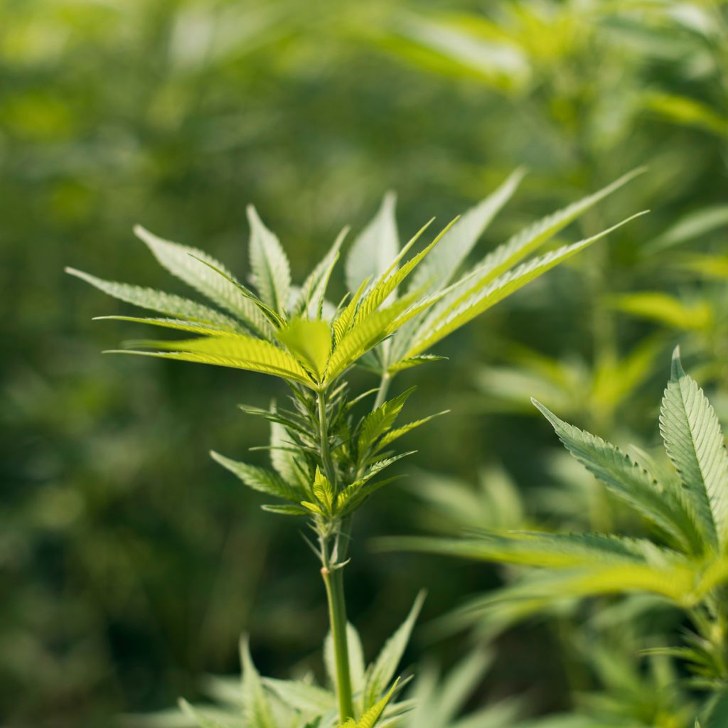 schizophrénie et cbd