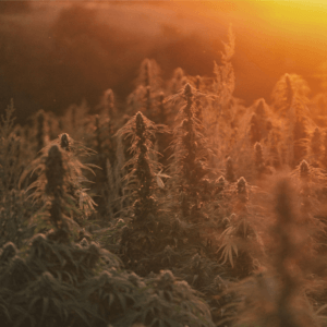 Alzheimer et cbd