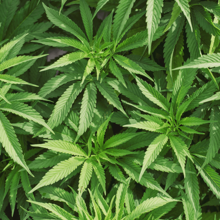 cbd ne me fait pas d effets pourquoi