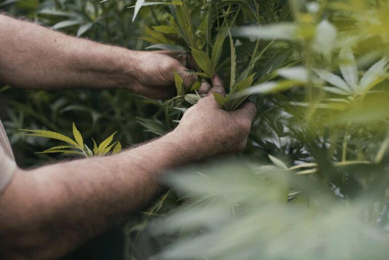 cbd sciatique