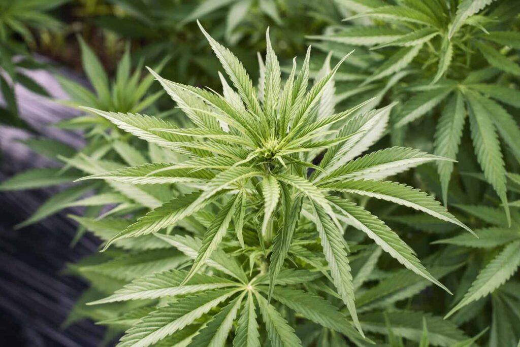 amendement du sénat cbd novembre 2024