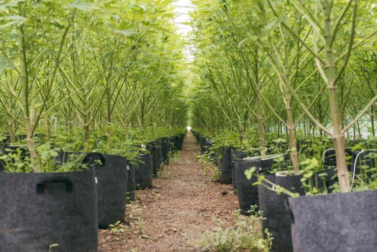 espagne cannabis medical