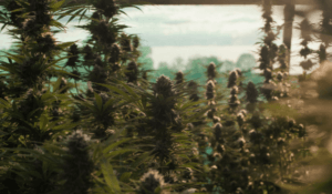 peut-on cultiver du CBD en France ?