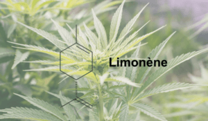 limonène