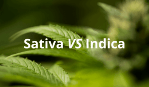 sativa vs indica