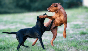 cbd pour chien aggressif