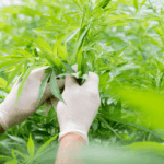 bêta caryophyllène