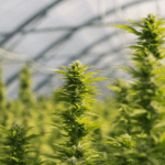 surdosage cbd