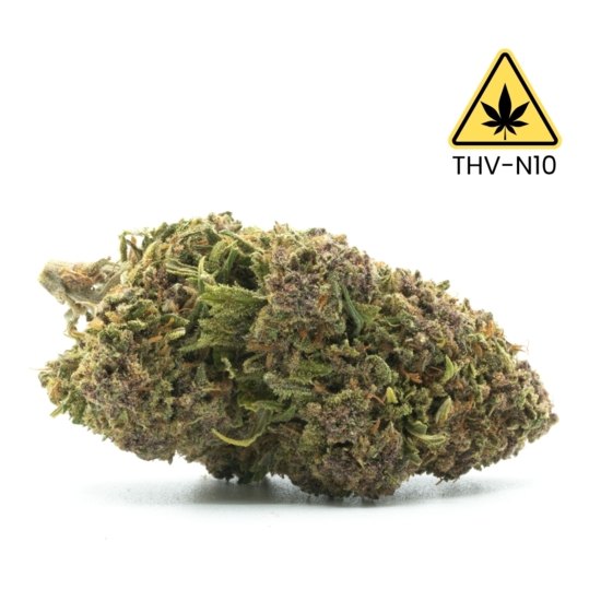 Purple Queen THV-N10