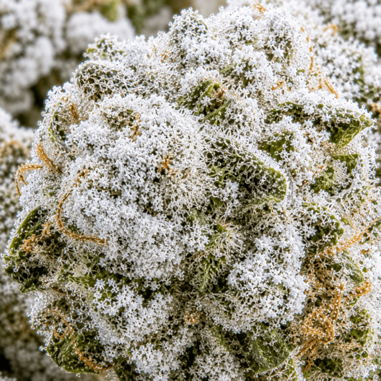 Frosted Kush CBD