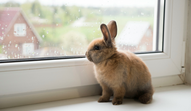 cbd pour lapin