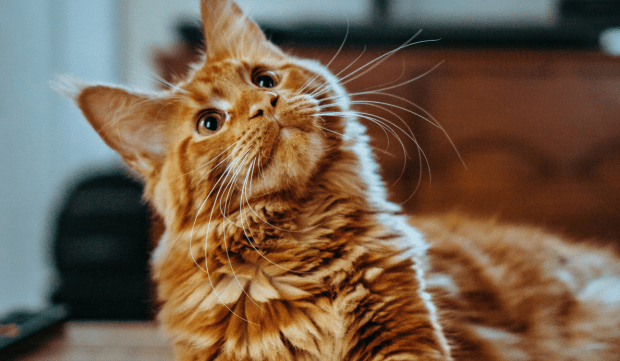 Est-ce que votre chat peut consommer du CBD ?