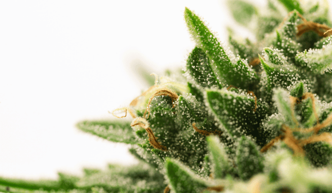 effet secondaire du cannabidiol