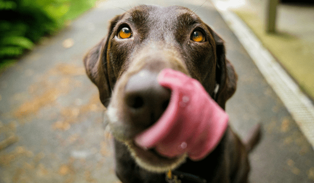 chien epileptique : est-ce que le CBD peut aider ?