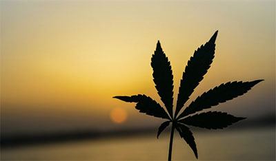 cannabis légal