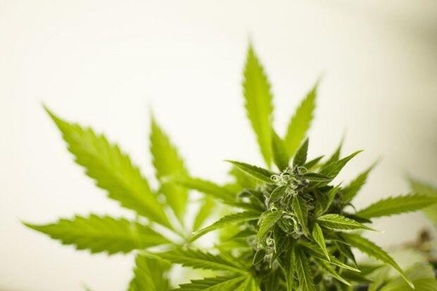 Le cannabis