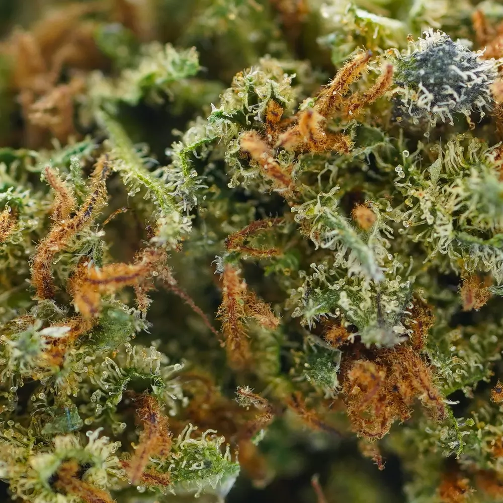 Orange Bud CBD 17%