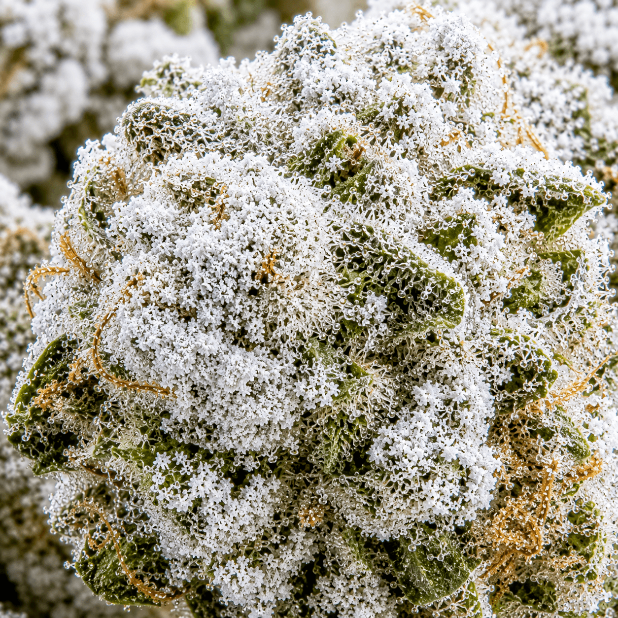Frosted Kush CBD