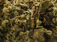 G13 Haze 12% THCV