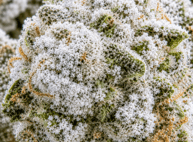 Frosted Kush CBD