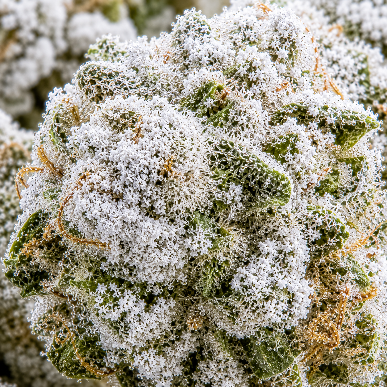 Frosted Kush CBD