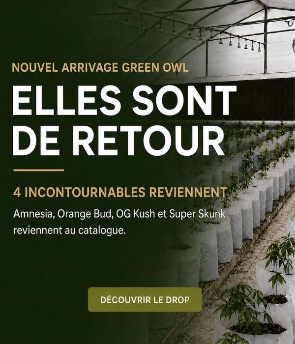 Soldes d'été CBD GreenOwl — jusqu'à -60% sur les fleurs et résines