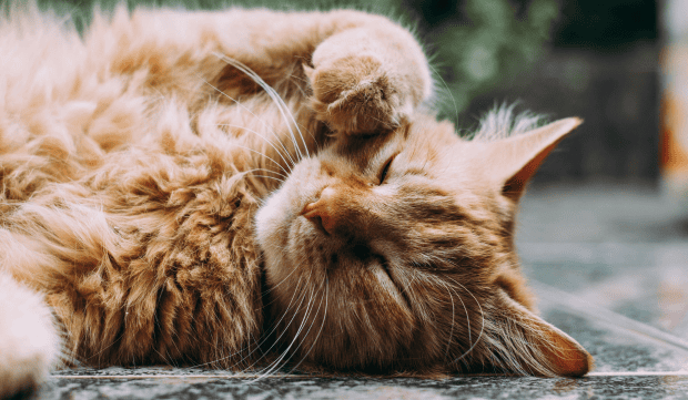 CBD et chat