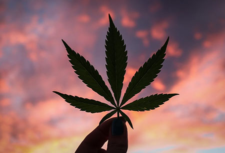 chanvre vs marijuana