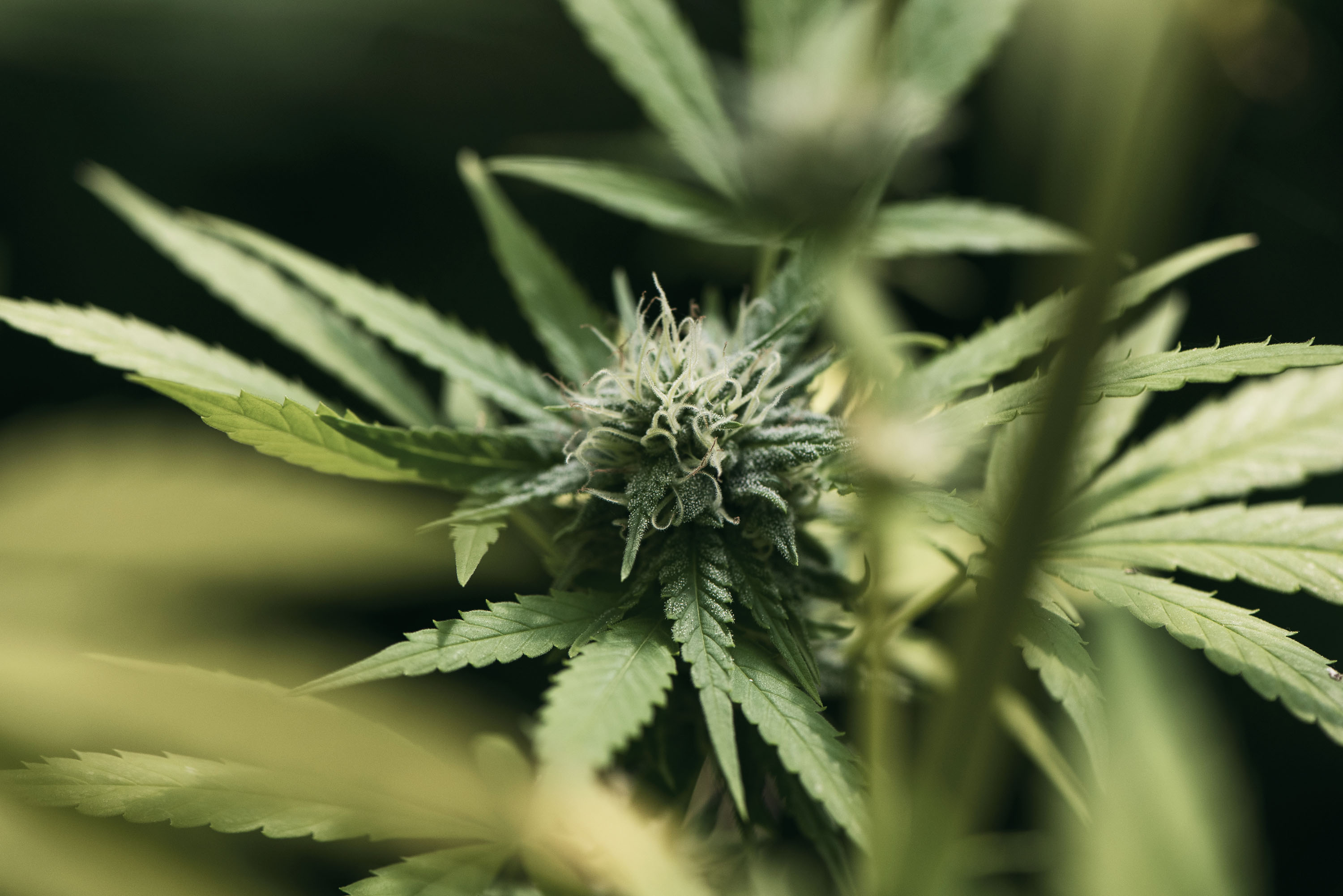 green_owl_cbd_shop