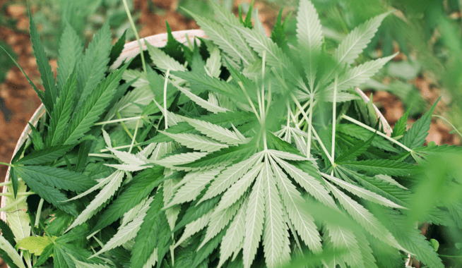 effets secondaires possibles sur cannabidiol