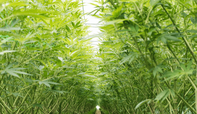 effets secondaires du cannabidiol