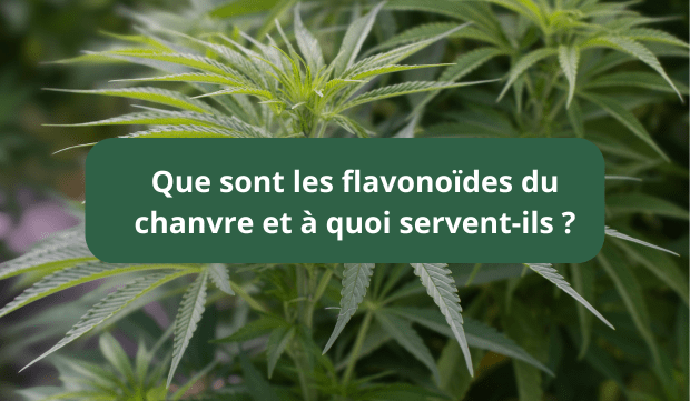 flavonoides